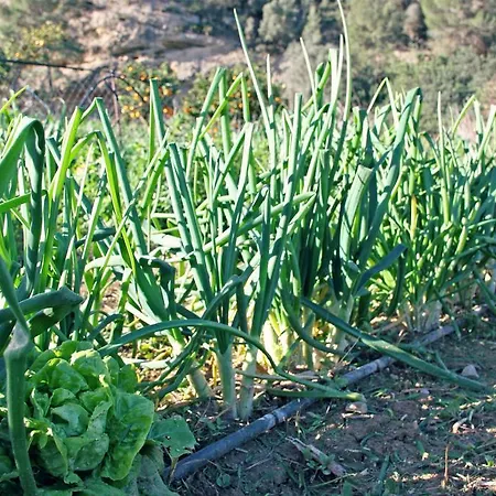 Hort De Mao Country house Benifallet